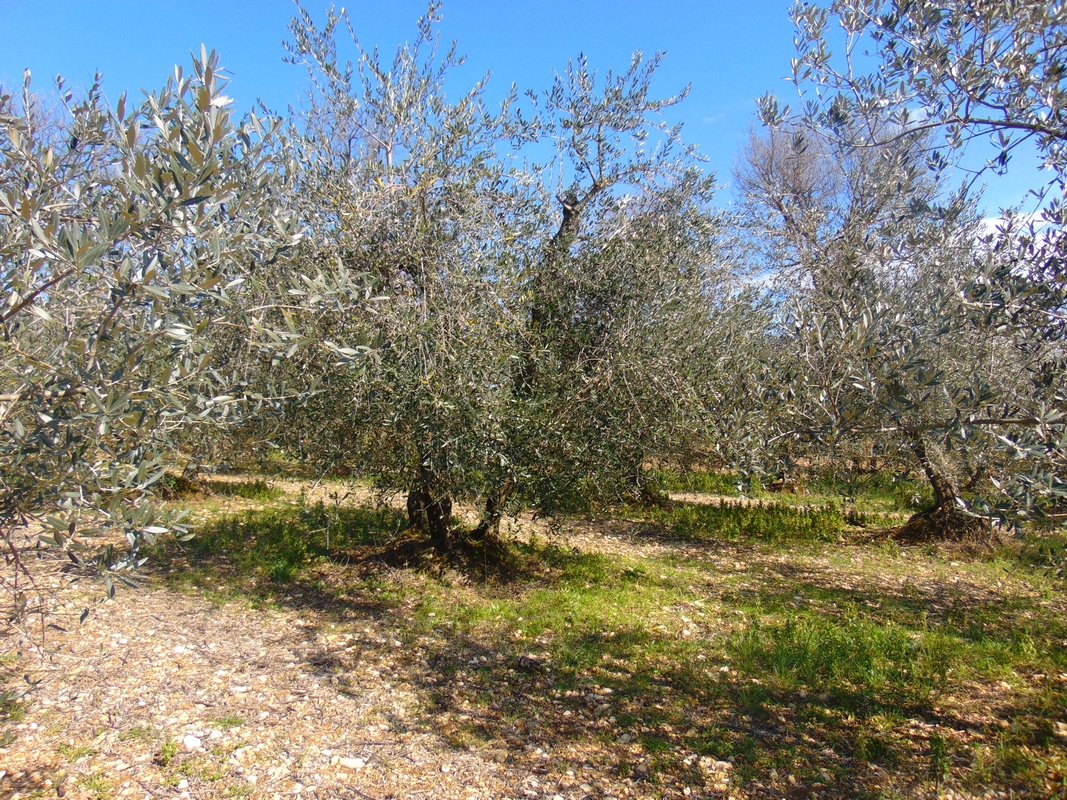 https://www.agriturismocircugnano.it/immagini_pagine/03-03-2018/1520074566-104-.jpg